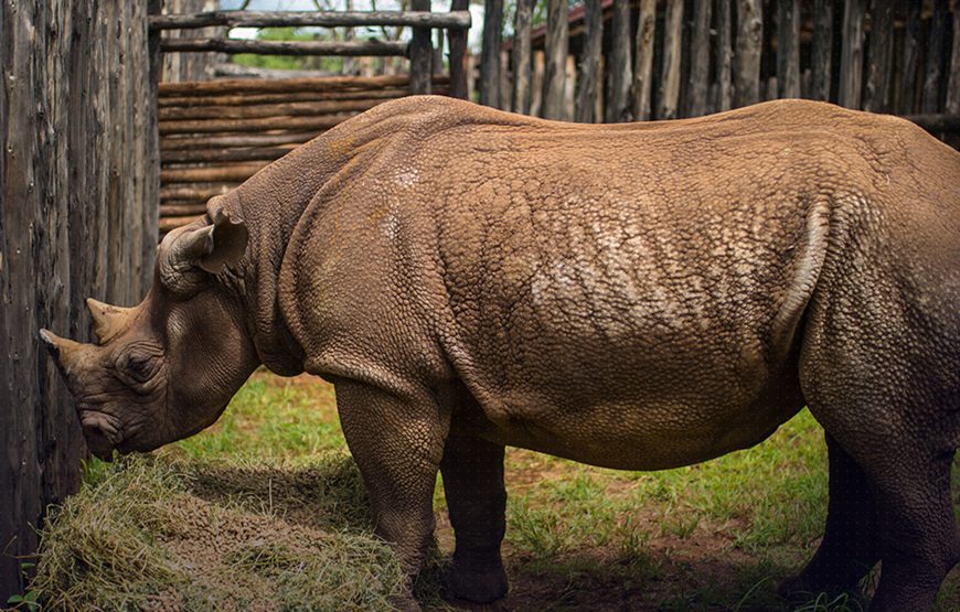 Africa’s Big Five Safari Experience