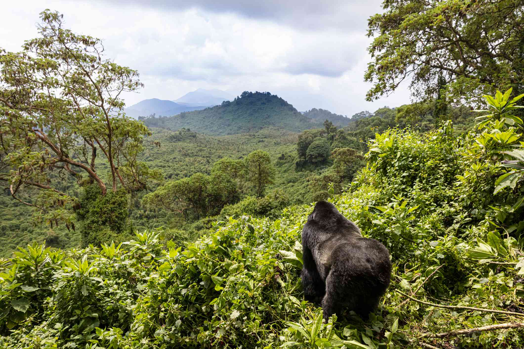 Dian Fossey Tomb Hike