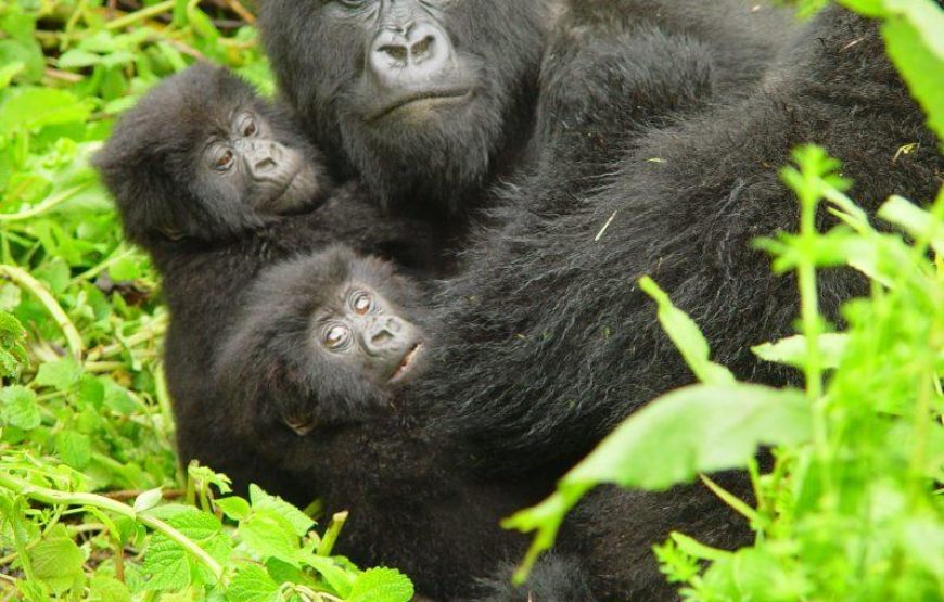 5 Days Gorilla Trekking Rwanda