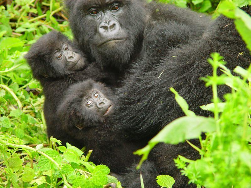 5 Days Gorilla Trekking Rwanda