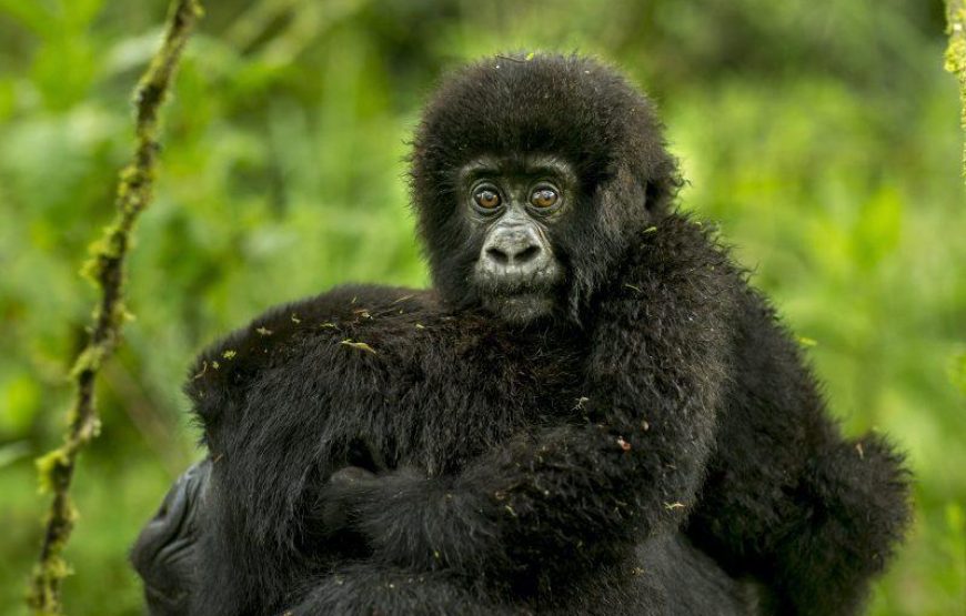 Mountain Gorilla Trekking Express