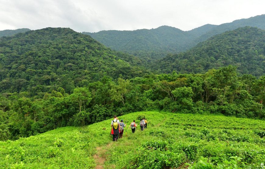 3 Days Uganda Mountain Gorilla Trekking