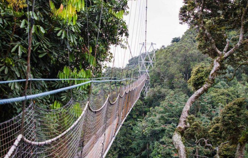 Canopy Walk Trail Hike