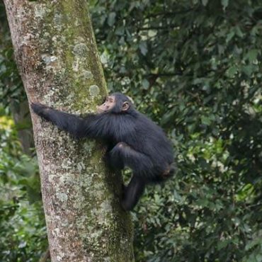 Nyungwe Forest National Park