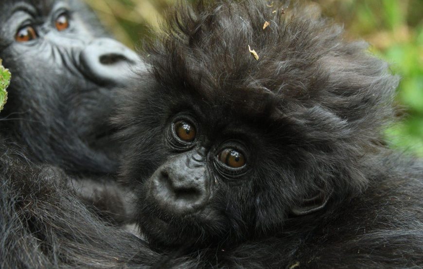 3 Days Mountain Gorillas & Cultural Immersion