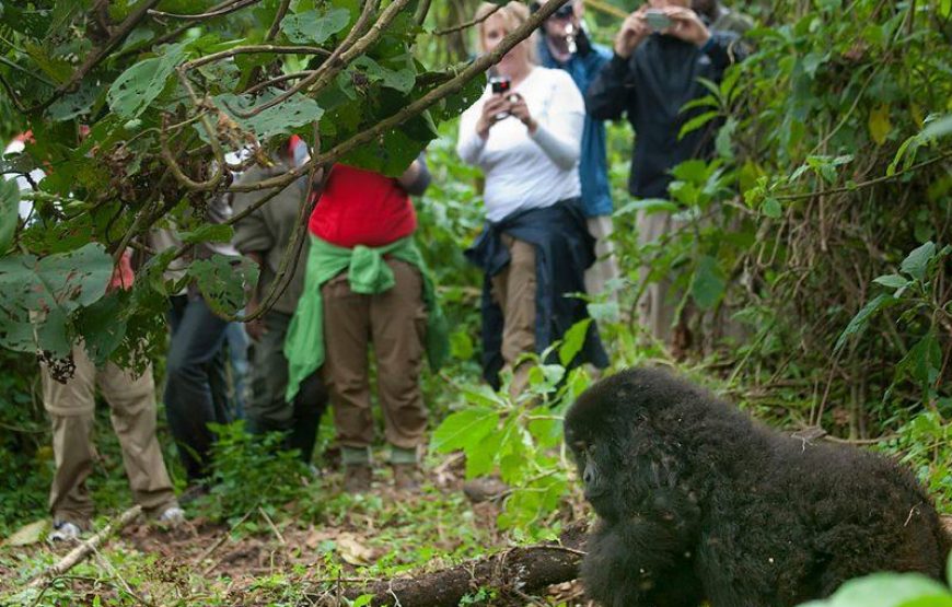 Mountain Gorilla Trekking Express