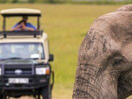 Africa’s Big Five Safari Experience