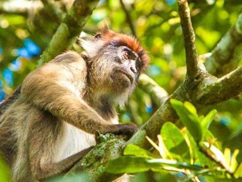 4 Days Mountain Gorillas & Golden Monkey Trekking