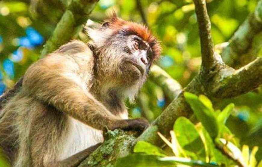 4 Days Mountain Gorillas & Golden Monkey Trekking