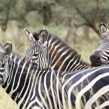 Akagera National Park