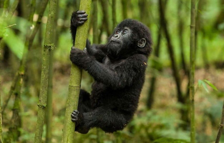 10 Days Rwanda Wildlife Safari