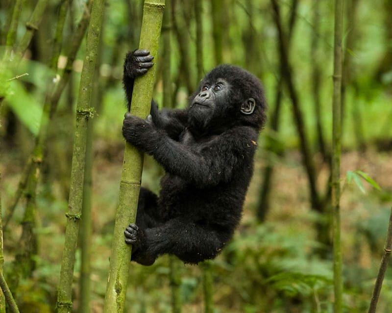 6 Days Great Apes of Rwanda