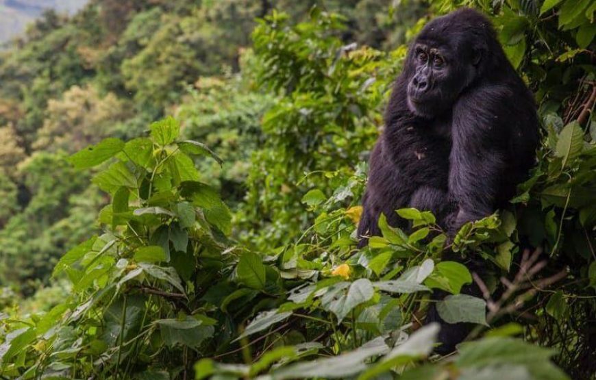 3 Days Fly-in Gorilla Trekking Safari In Bwindi