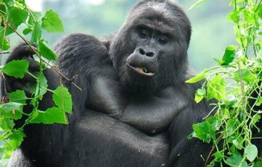 3 Days Mountain Gorillas & Cultural Immersion