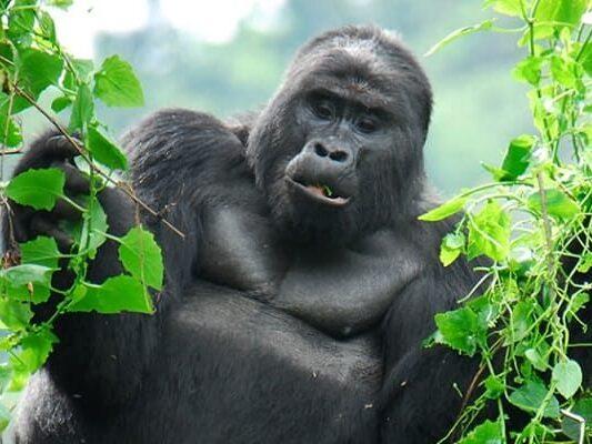 3 Days Mountain Gorillas & Cultural Immersion