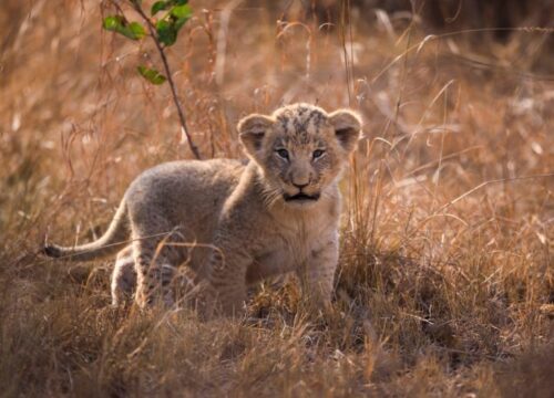 Africa’s Big Five Safari Experience