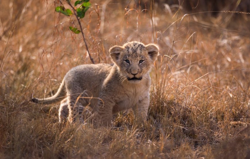 10-day-rwanda-roadtrip-cub