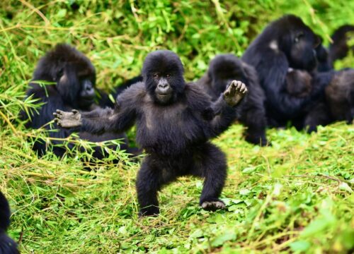 5 Days Gorilla Trekking Rwanda