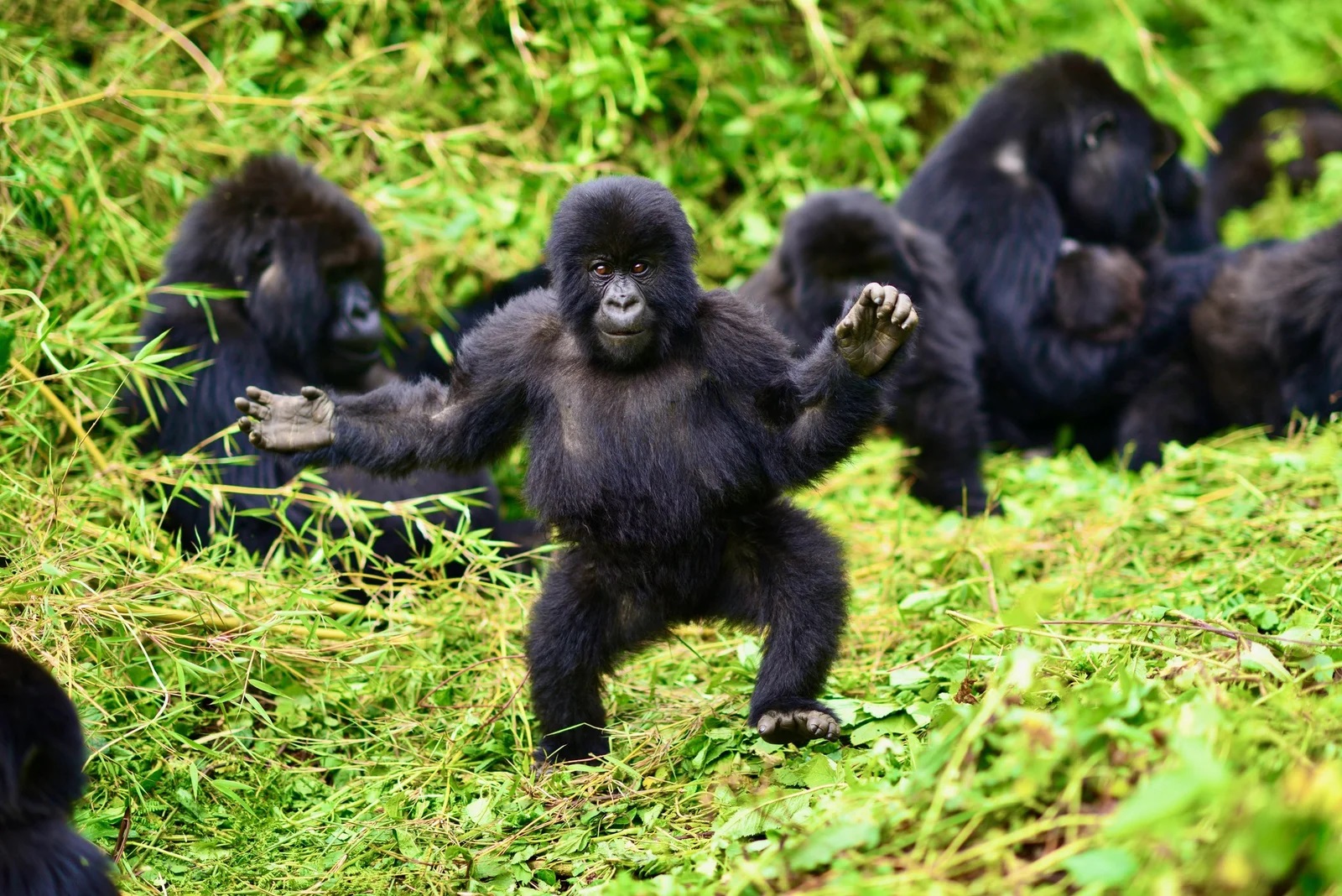 5 Days Gorilla Trekking Rwanda