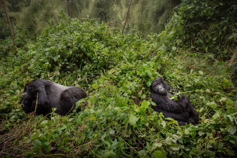 Kibale National Park