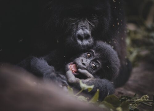 3 Days Uganda Gorilla Trekking and Batwa ‘Pygmies’ Experience