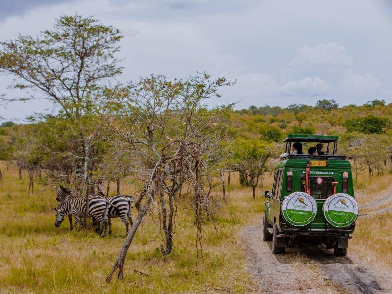 Game Drives