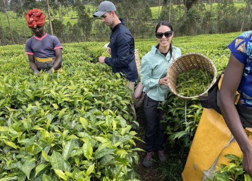 Tea Immersion Tour