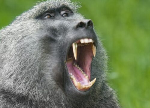 Golden Monkey Trekking