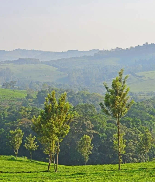 Kibale National Park