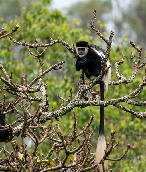 Nyungwe Forest National Park