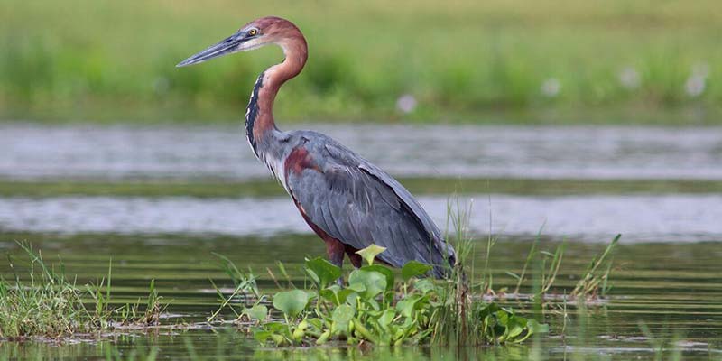 Uganda-Birding-Wildlife-Tour