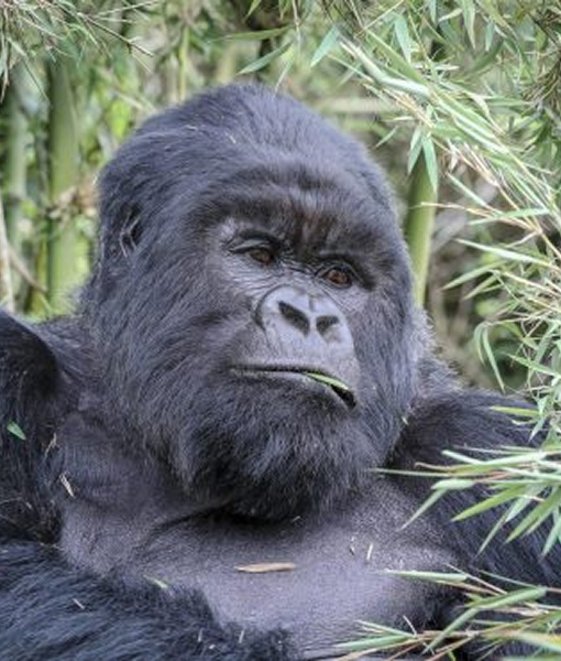 Rwanda